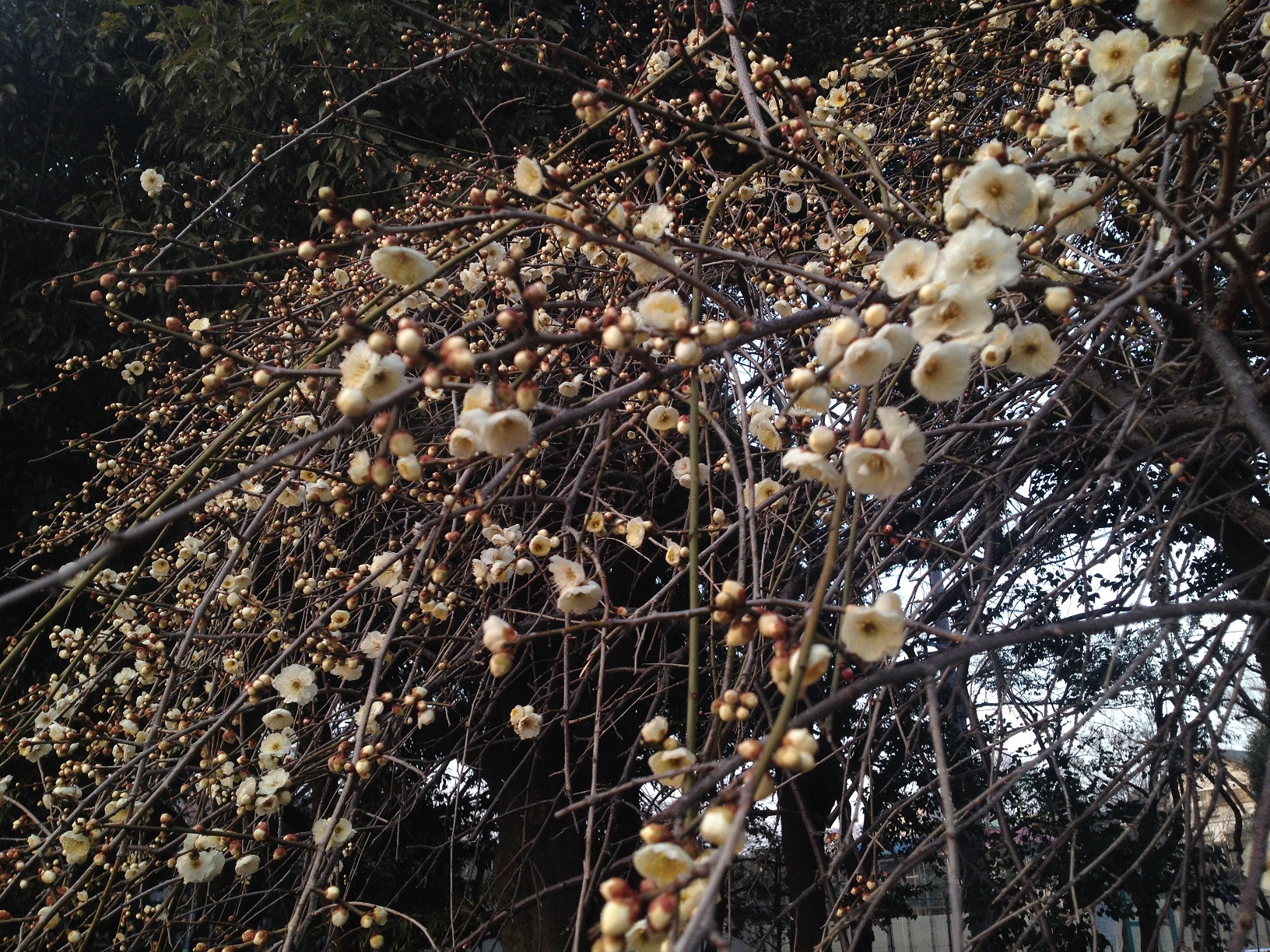 善福寺公園