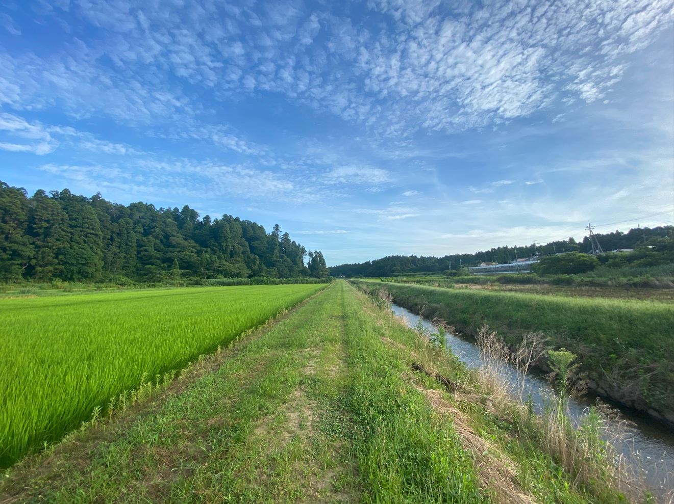 田舎の風景