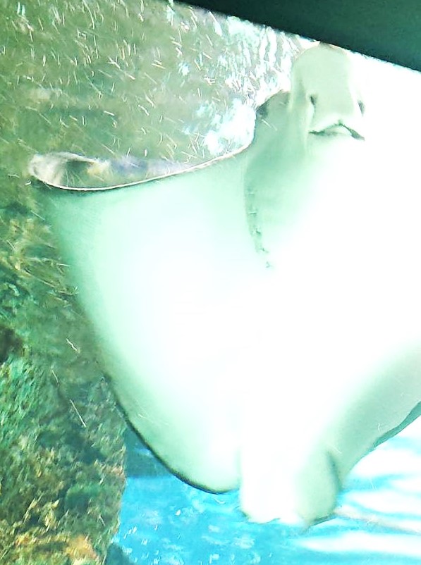 久しぶりの水族館　サンシャイン水族館