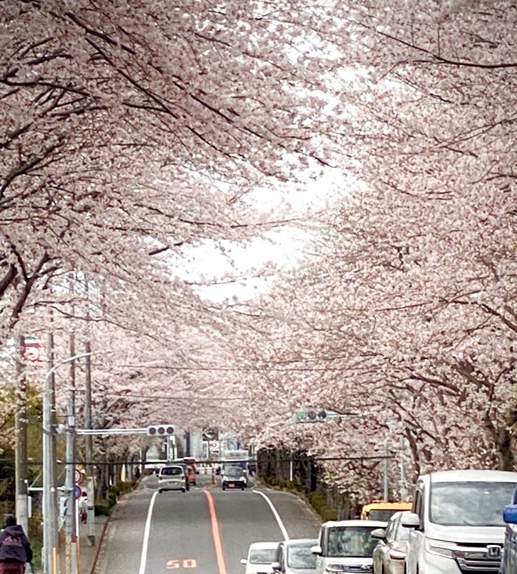 桜