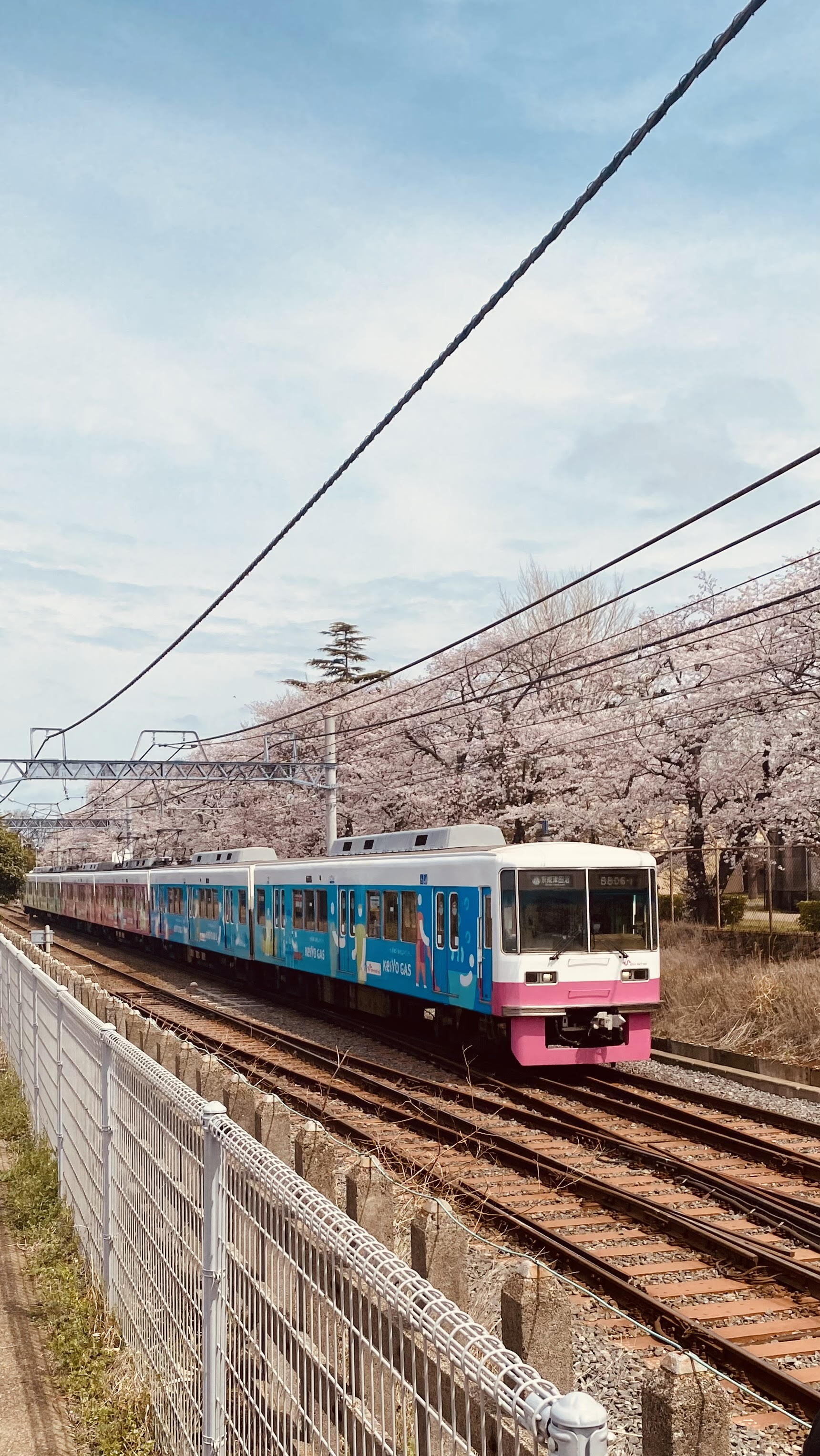 桜鉄