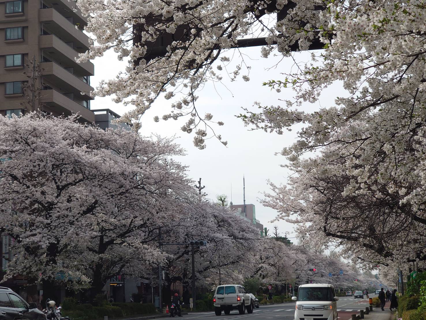 桜満開