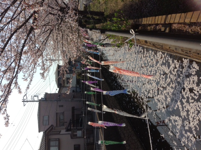 桜散りつつ、鯉のぼり！越谷の風景