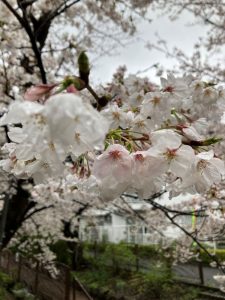 桜2