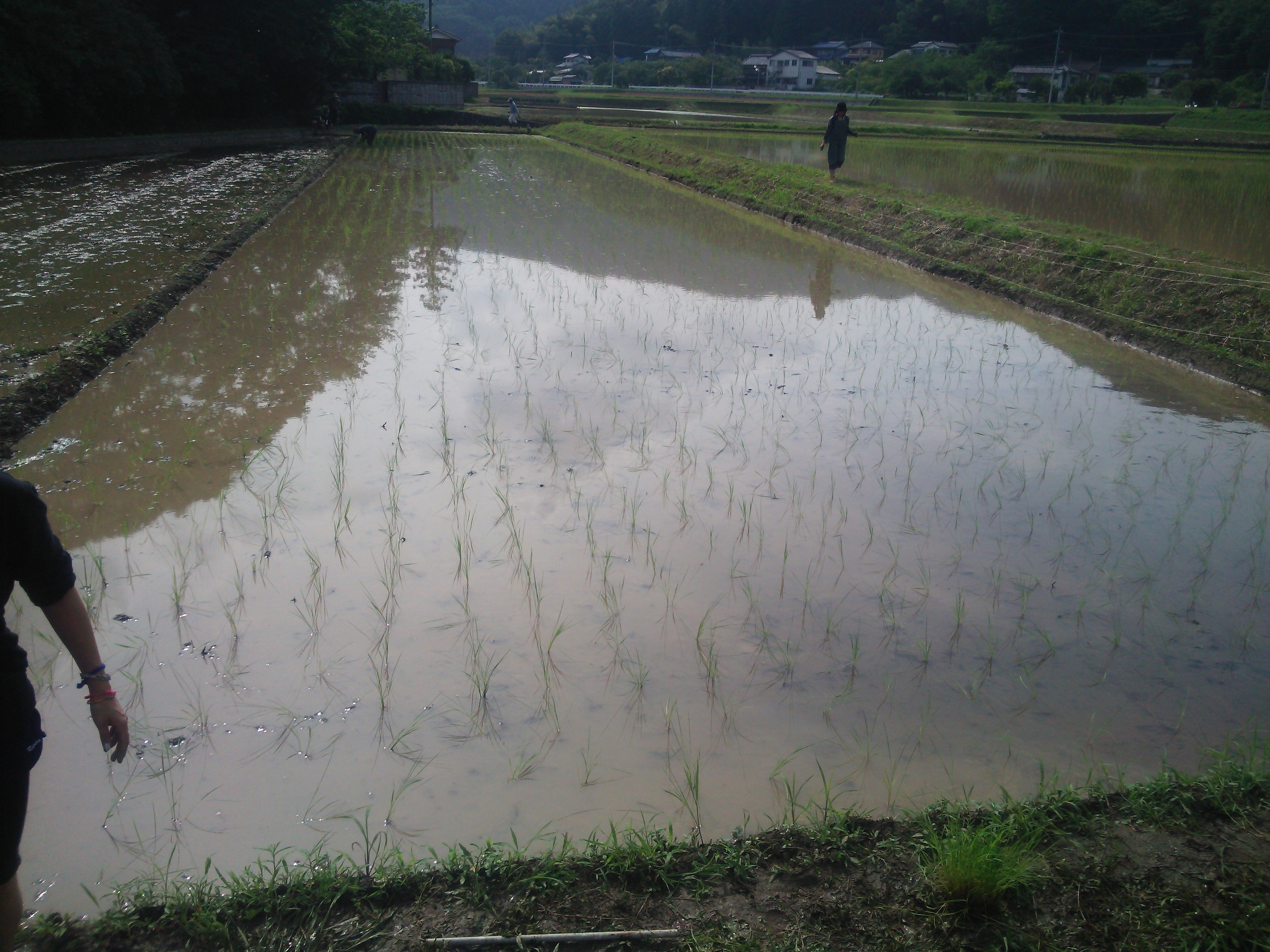 ～有機農法のお米～田植え体験