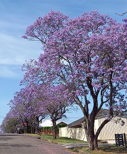 ジャカランダの花