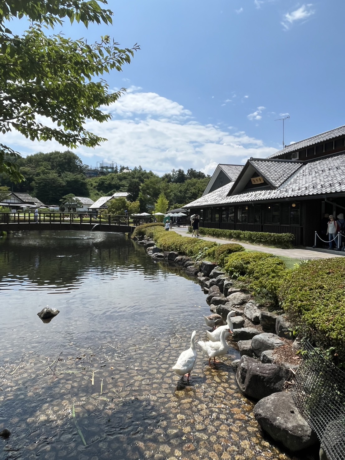 涼を求めて、ラベンダー畑へ夏の群馬日帰り旅