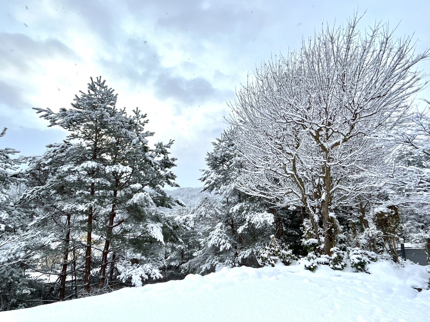 飛騨高山の雪景色❄️