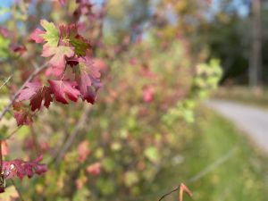 IMG_4666