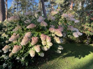 IMG_4686