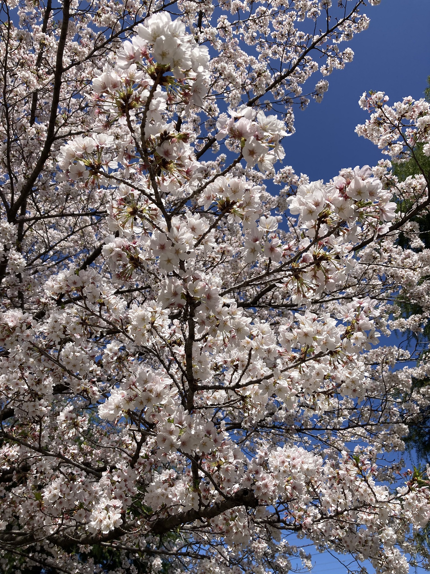 満開の桜