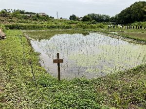 アンバサダー様手植え田植え後と看板