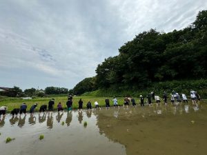 新人社員手植え