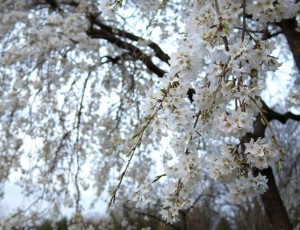 しだれ桜