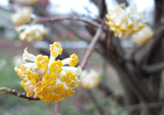 桜満開。お花見に行ってきました♪