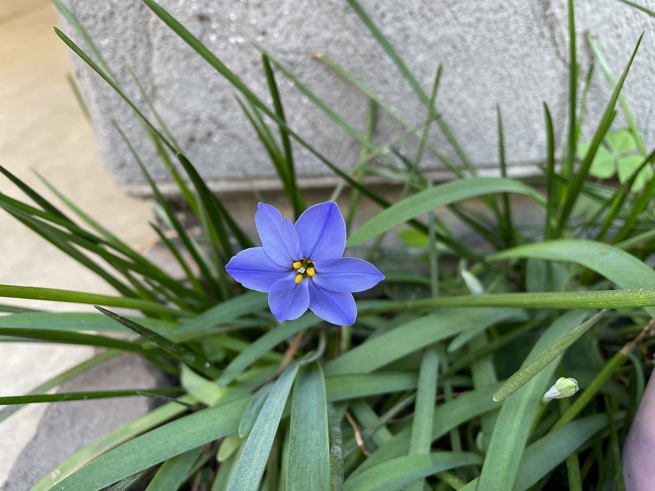 所沢店　小さな春&#x1f33c;