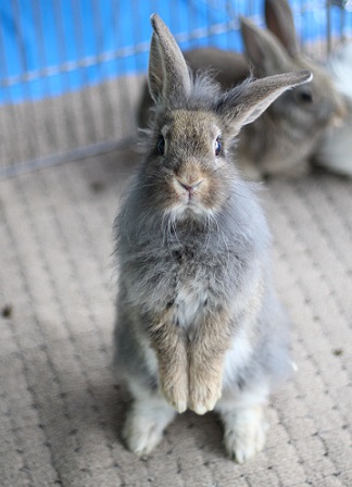 こどもの日・・新しいおもちゃ や ふれあい動物園でお出迎え。