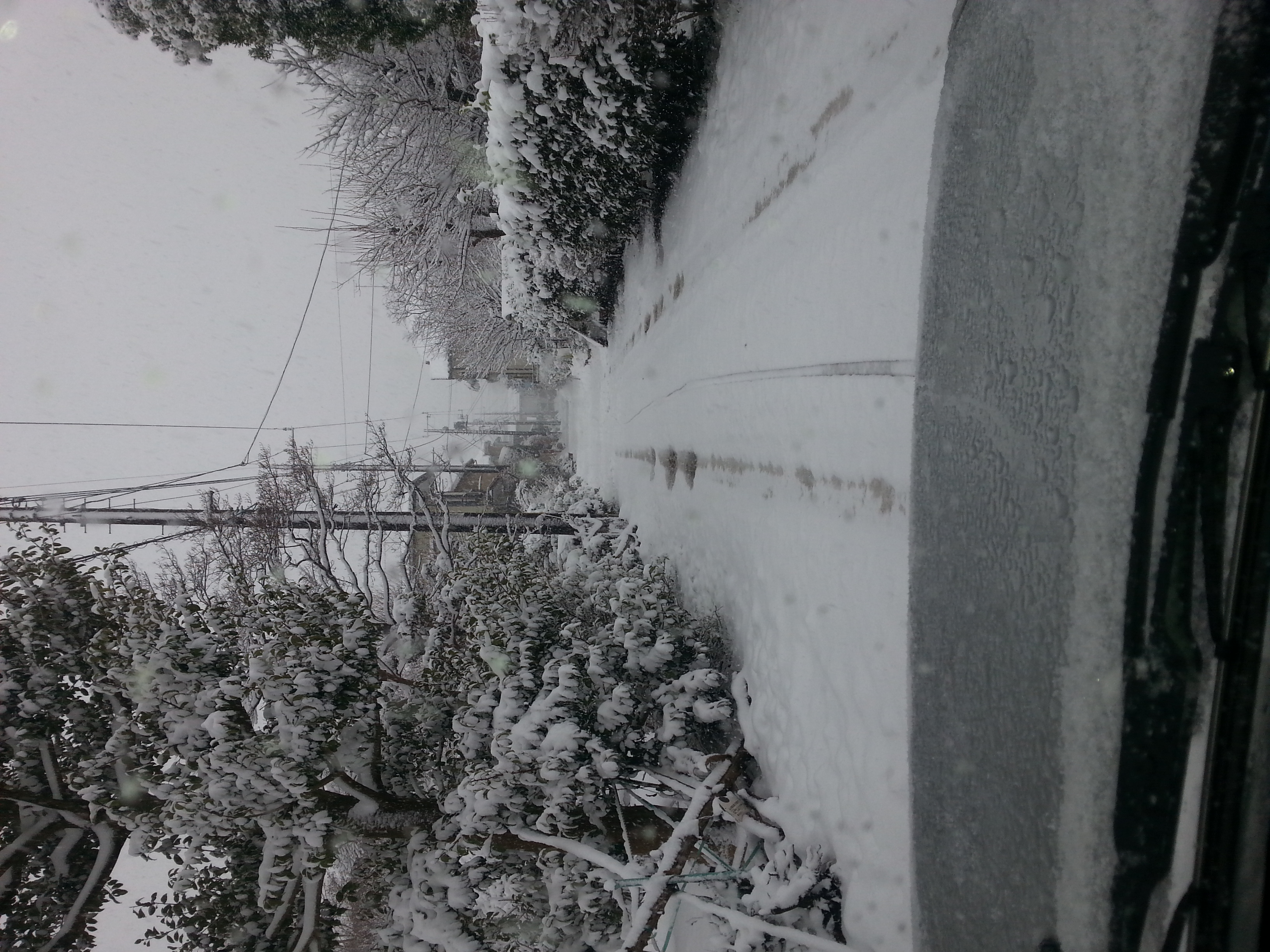 本日も雪