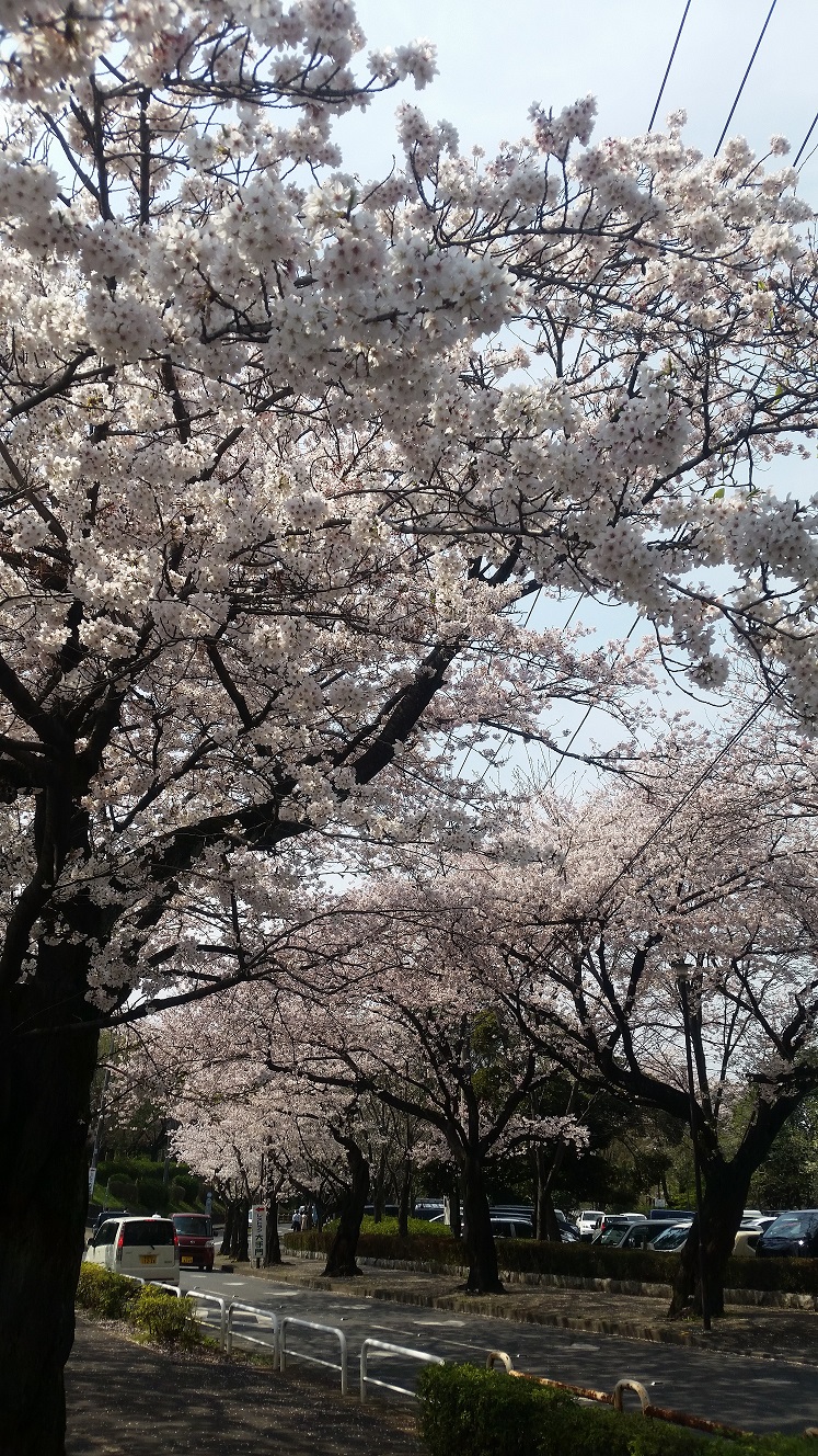 興奮するほどきれいな桜でした