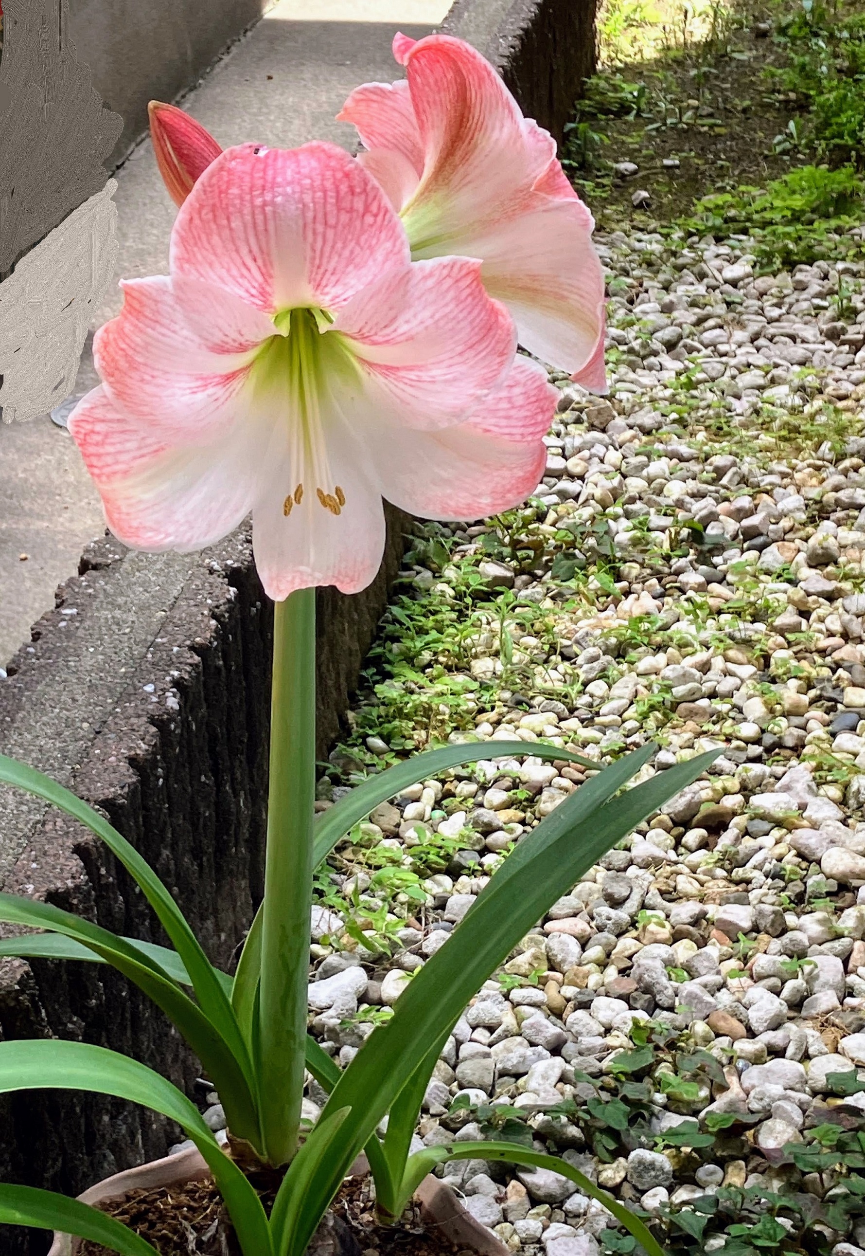 アマリリス