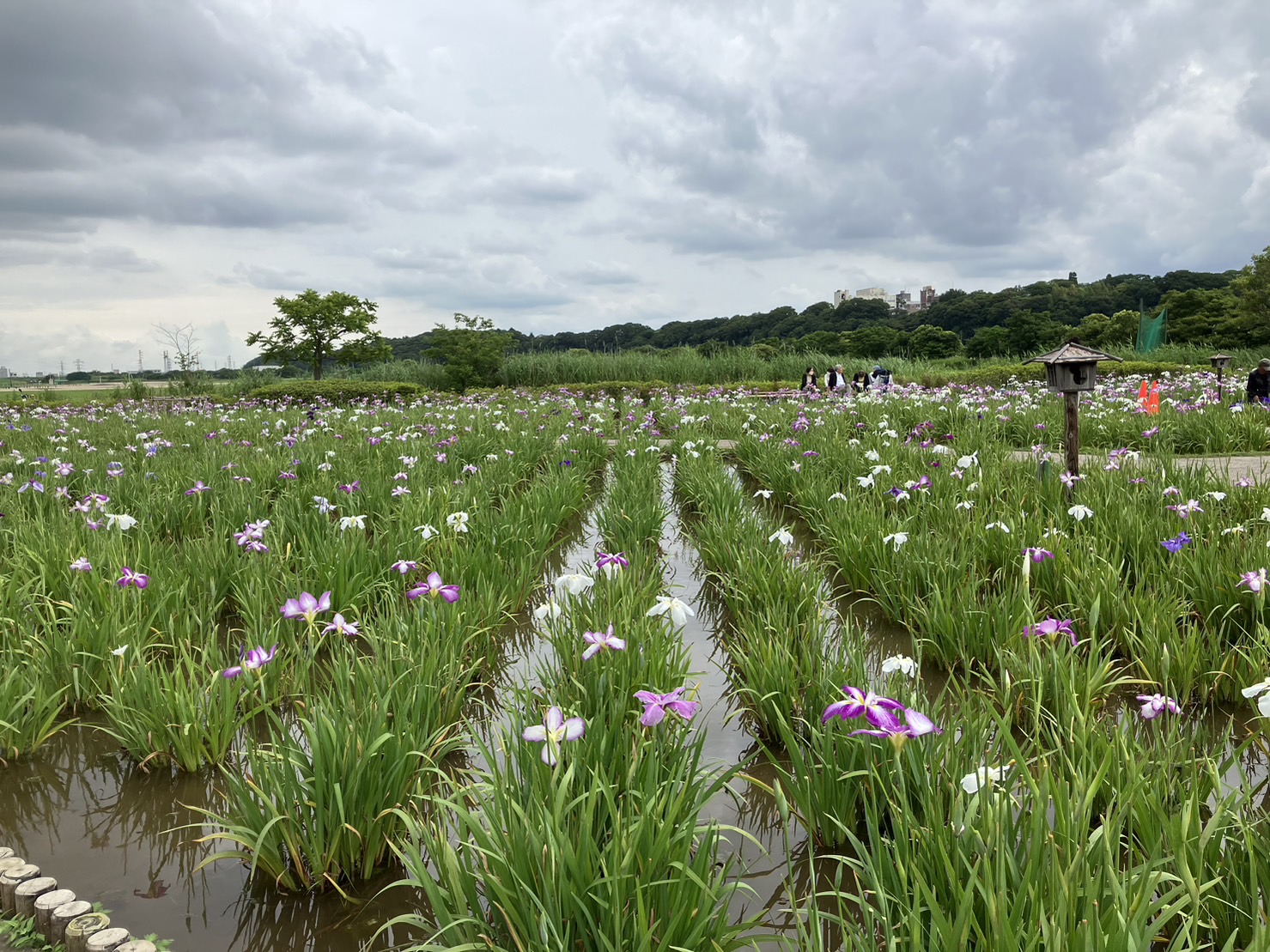 小岩菖蒲園