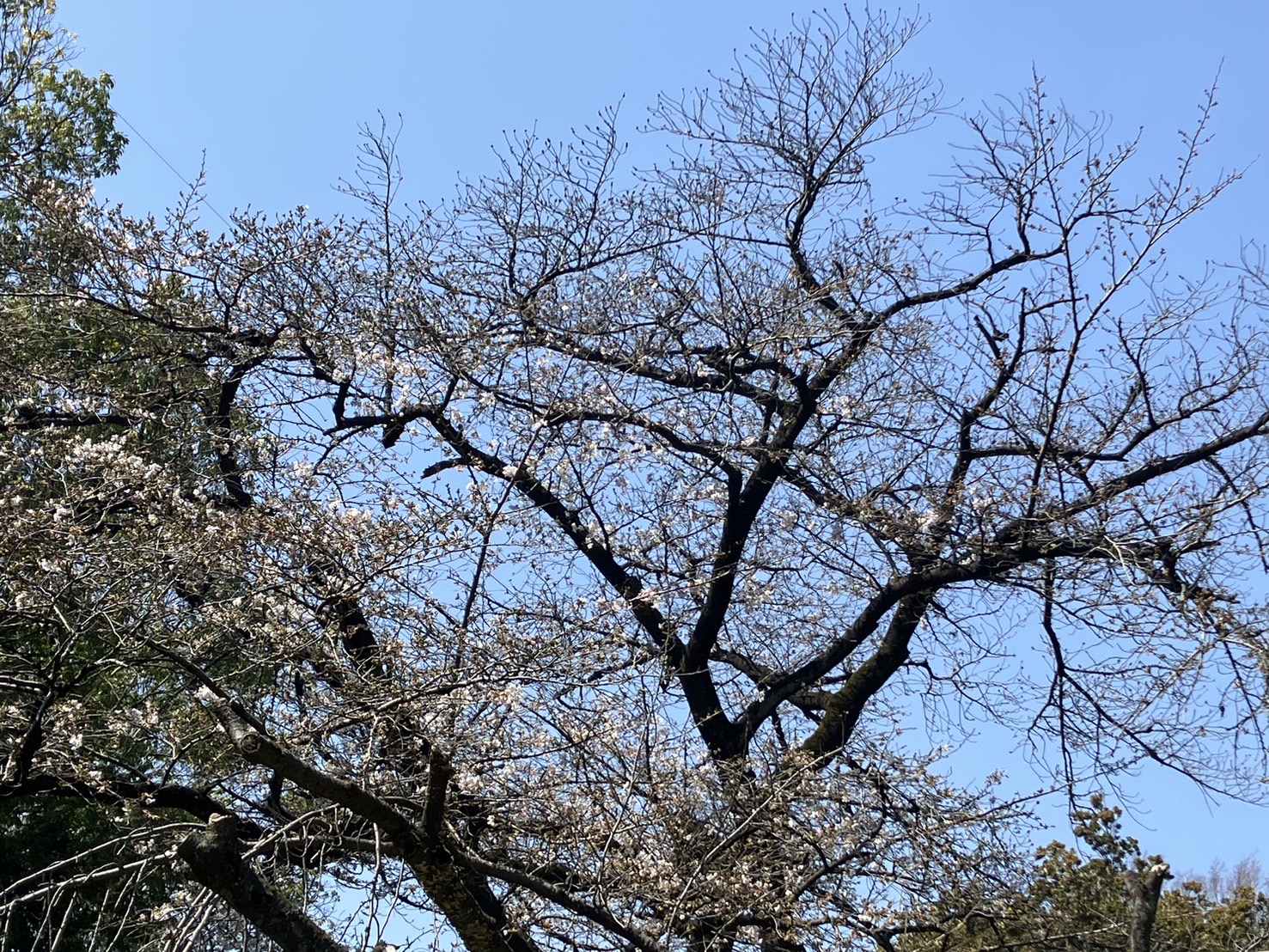 祝&#x1f338;開花宣言&#x1f338;　～駒沢公園～