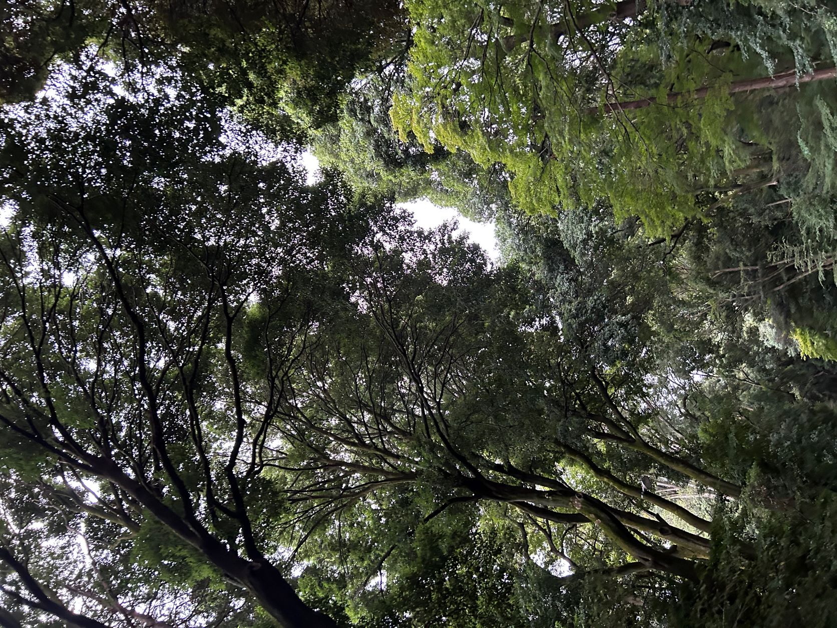 明治神宮⛩