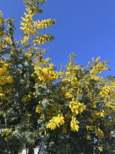 S__36913215_0