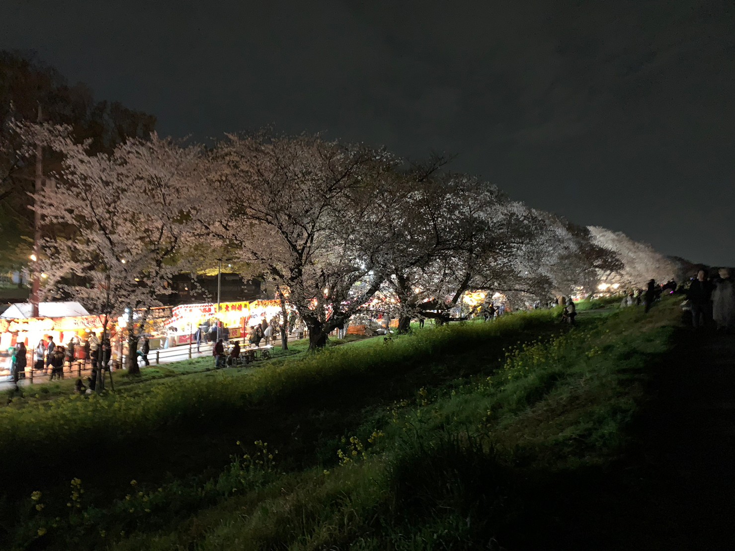 LINE_ALBUM_熊谷の桜_230404k