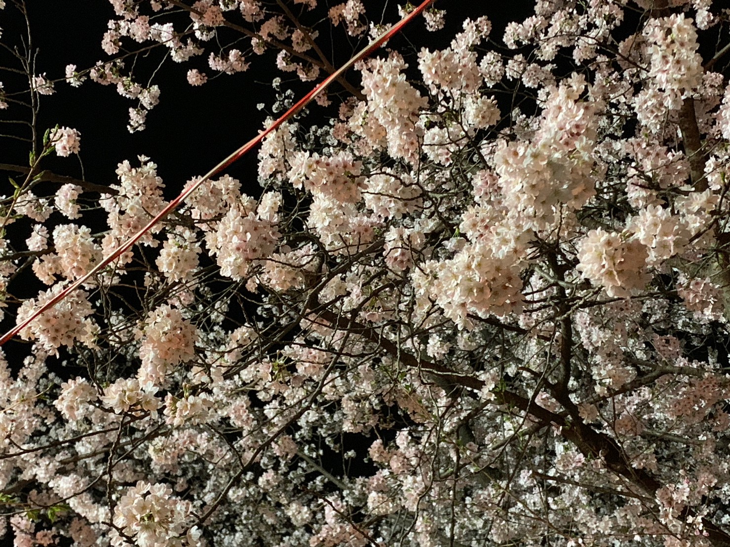 【熊谷桜堤】屋台もいっぱい！熊谷さくら祭2023の夜桜にいってきました♪