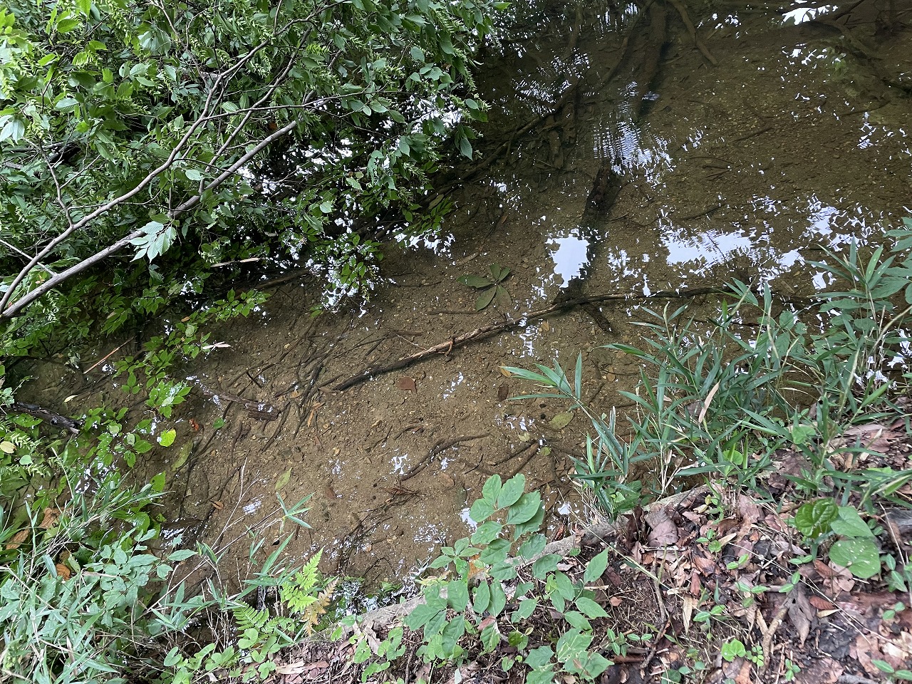 田植え研修　その2