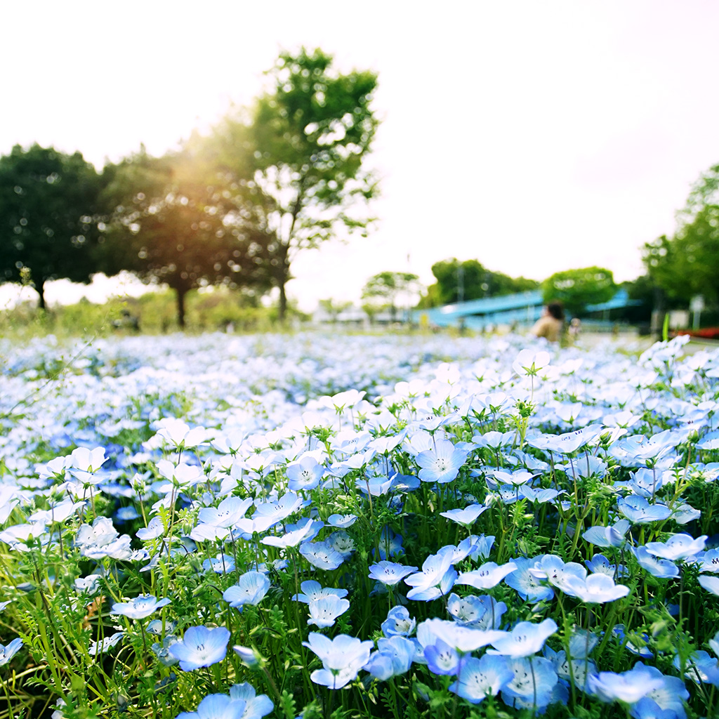 大宮第3公園のネモフィラの花☆