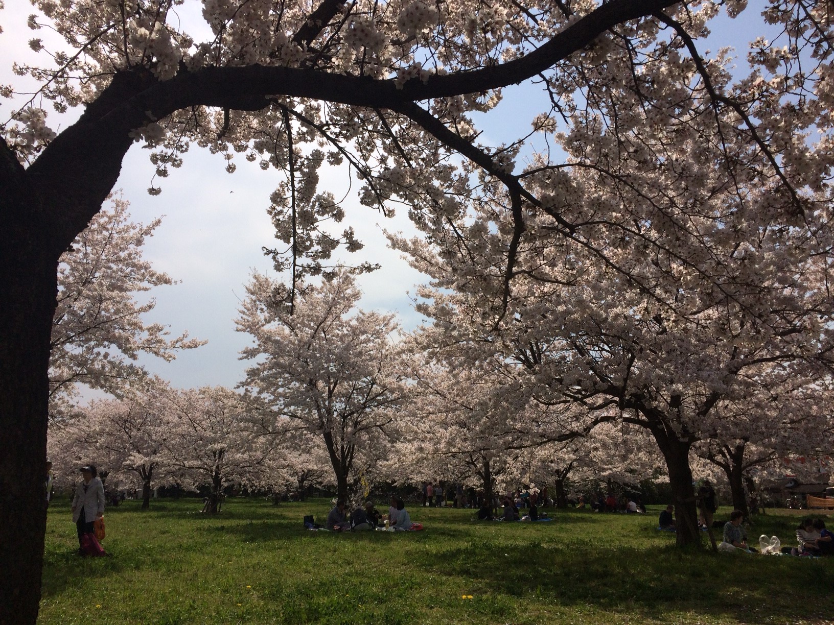 満開の桜と共に42期カレッジスタート！